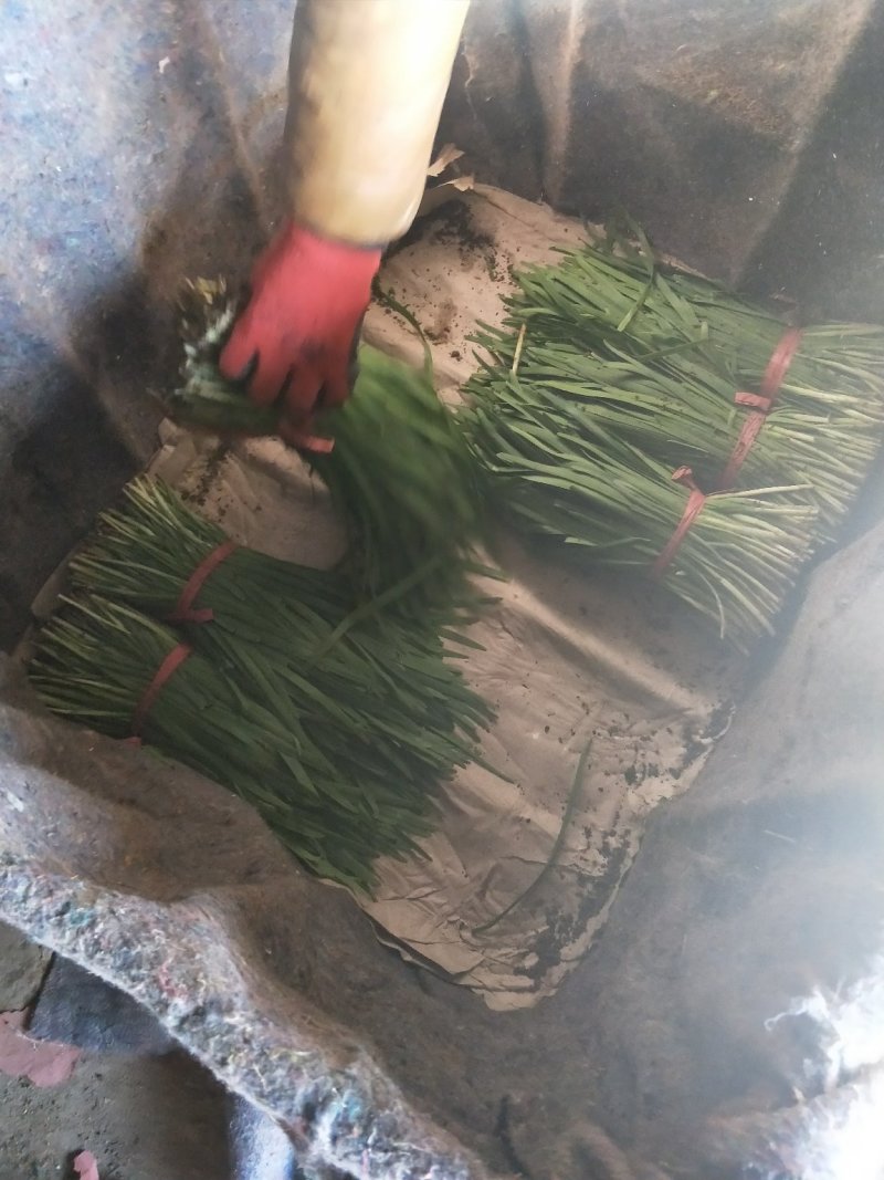 头刀韭菜