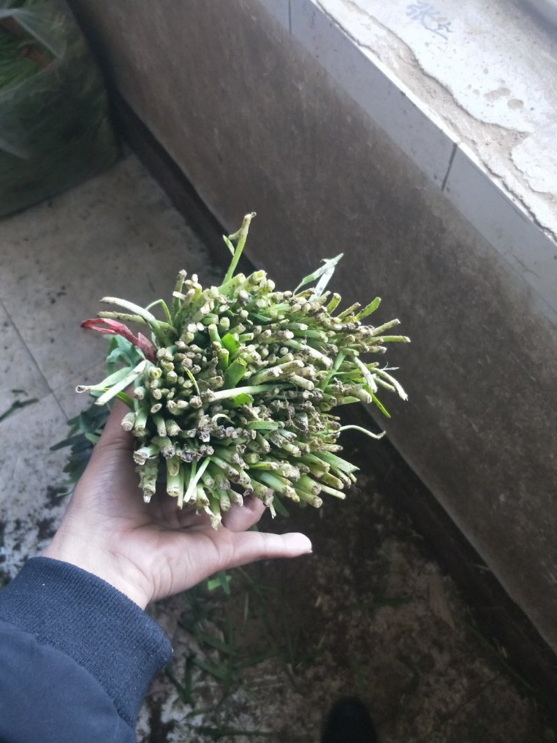 头刀韭菜