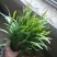 头刀韭菜