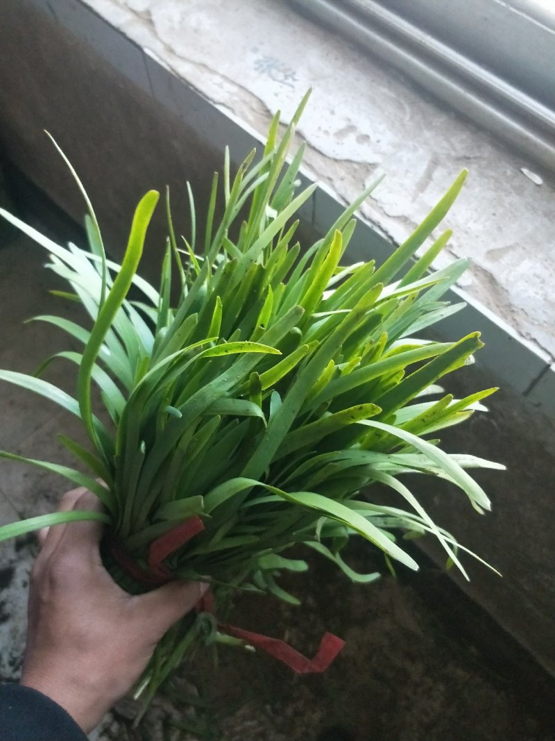 头刀韭菜
