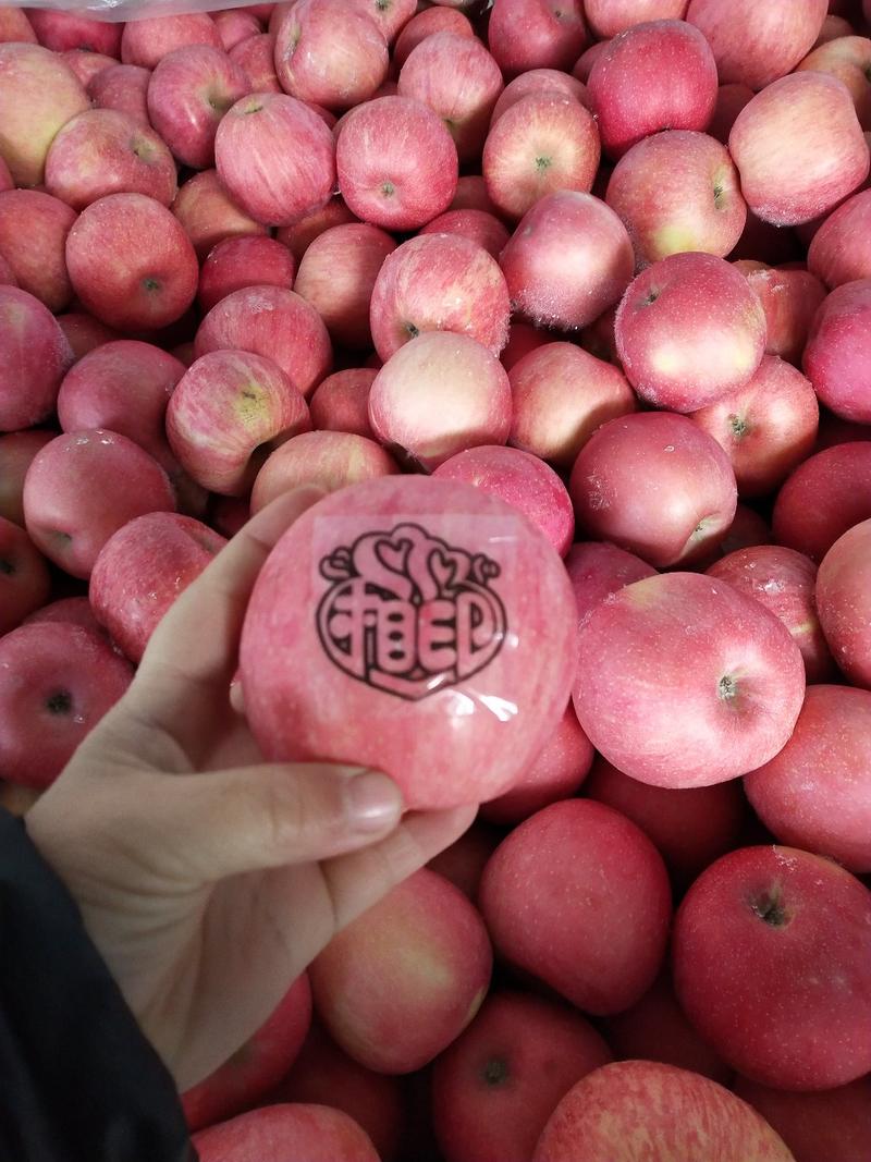 红富士苹果80mm以上纸袋装个头均匀产量大量大从优