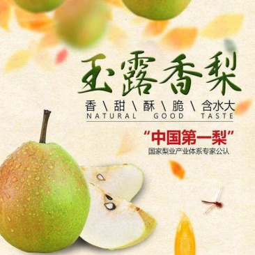 玉露香纸箱200~250g
