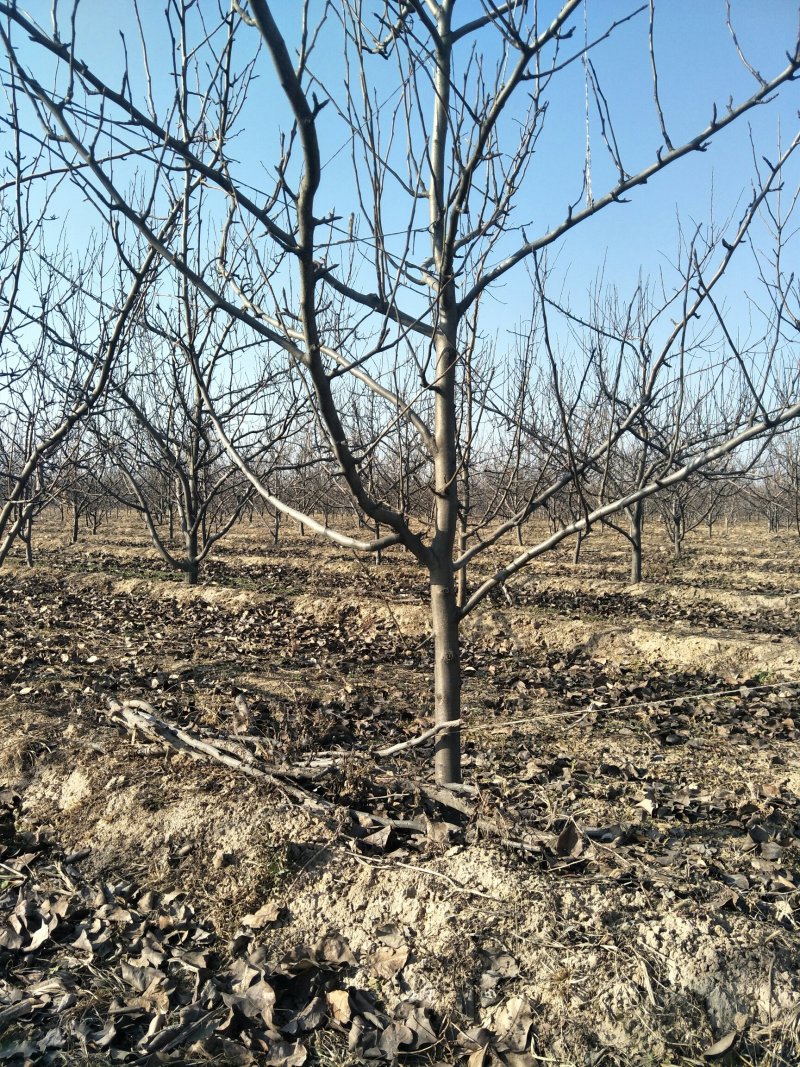 出售各种规格5-15公分梨树