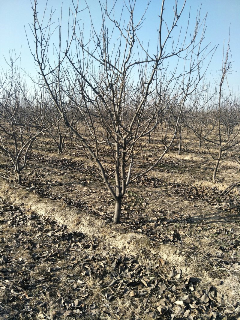 出售各种规格5-15公分梨树