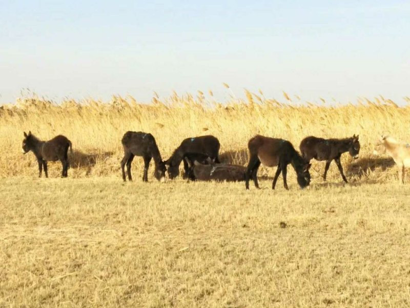 肉驴肉驴活称20元一斤,大小都有自由挑选【保送货】