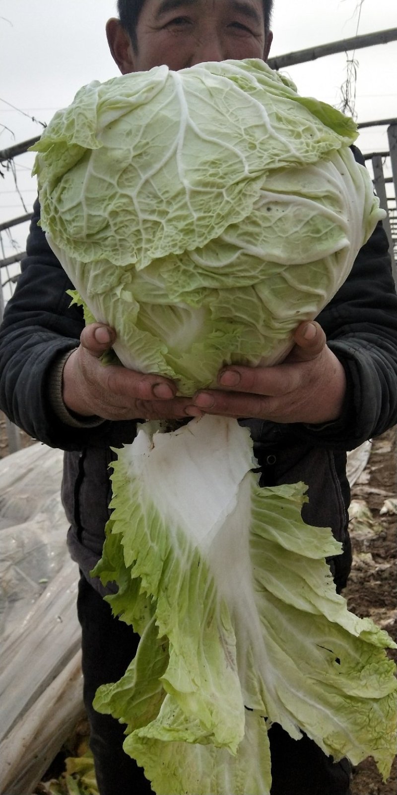 绿包头