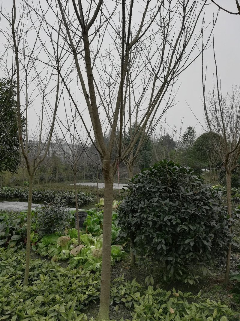 晚早樱花树，5公分到12公分大量，从业十多年，欢迎了解