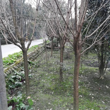 晚早樱花树，5公分到12公分大量，从业十多年，欢迎了解