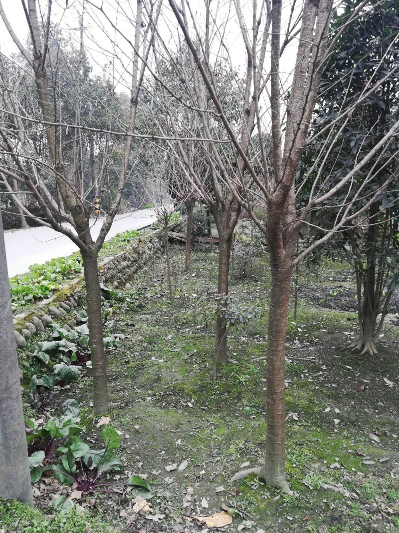 晚早樱花树，5公分到12公分大量，从业十多年，欢迎了解