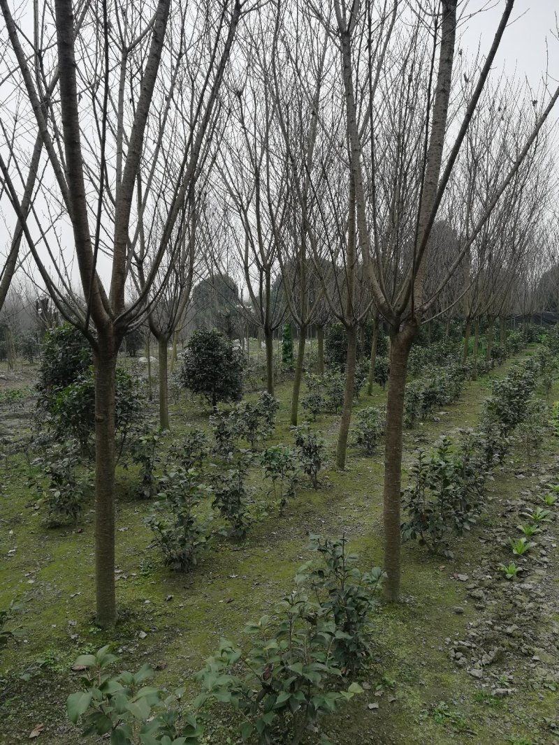 晚早樱花树，5公分到12公分大量，从业十多年，欢迎了解