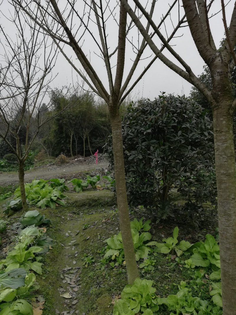 晚早樱花树，5公分到12公分大量，从业十多年，欢迎了解
