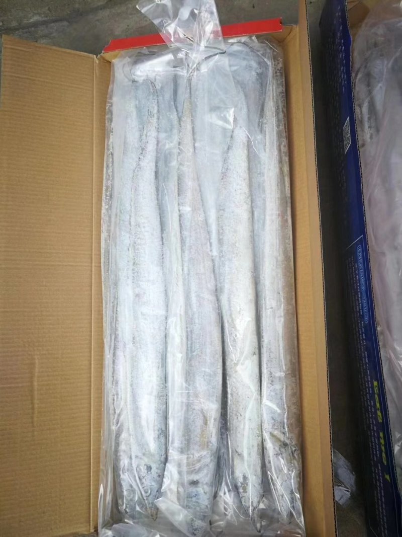 带鱼大小规格都有哦