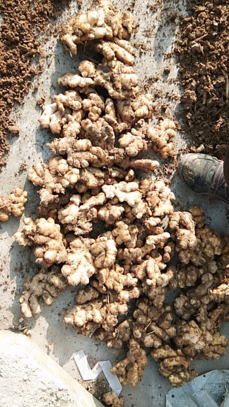 河南小黄姜主产地质量好，价格优，欢迎大家采购可视频看货
