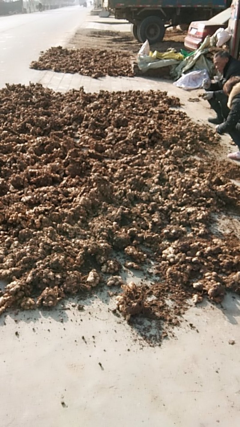 河南小黄姜主产地质量好，价格优，欢迎大家采购可视频看货