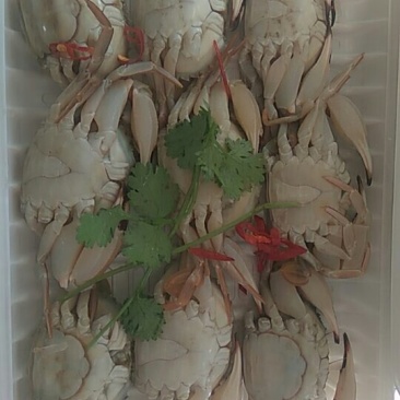 东港特制腌制花盖蟹