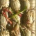东港特制腌制花盖蟹