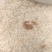 无盐虾皮