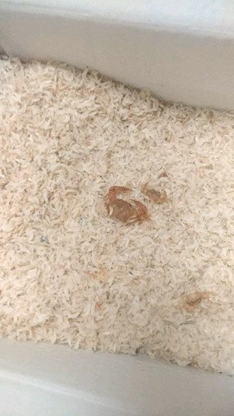 无盐虾皮