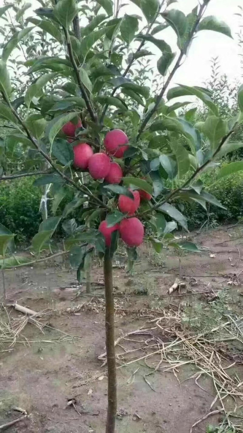 鸡心果