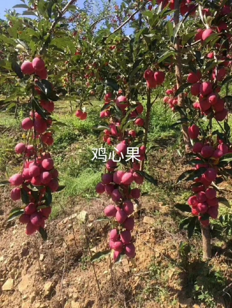 鸡心果