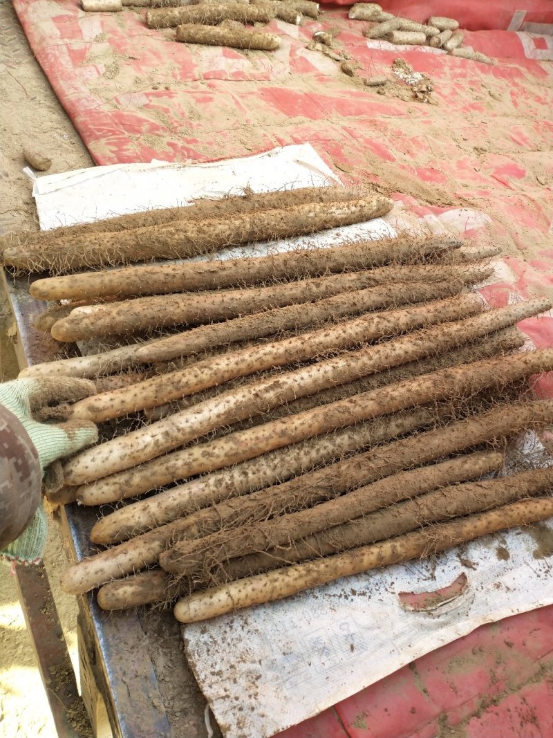 麻山药棒山药河北山药棒药长年有货产地直供