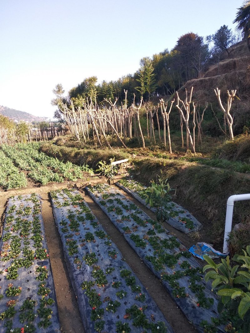 蓝花楹