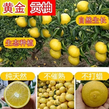 怀化黄金贡柚甜桔柚春香桔当季新鲜金柚一件代发包邮