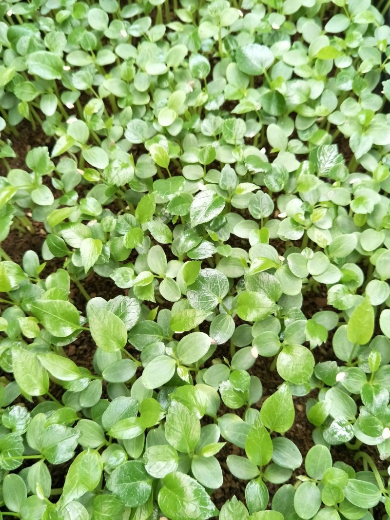 大叶伞种苗澳洲鸭脚木室内观叶绿植盆栽植物净化空气美观