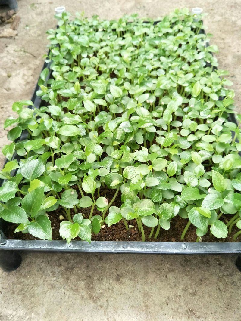 大叶伞种苗澳洲鸭脚木室内观叶绿植盆栽植物净化空气美观