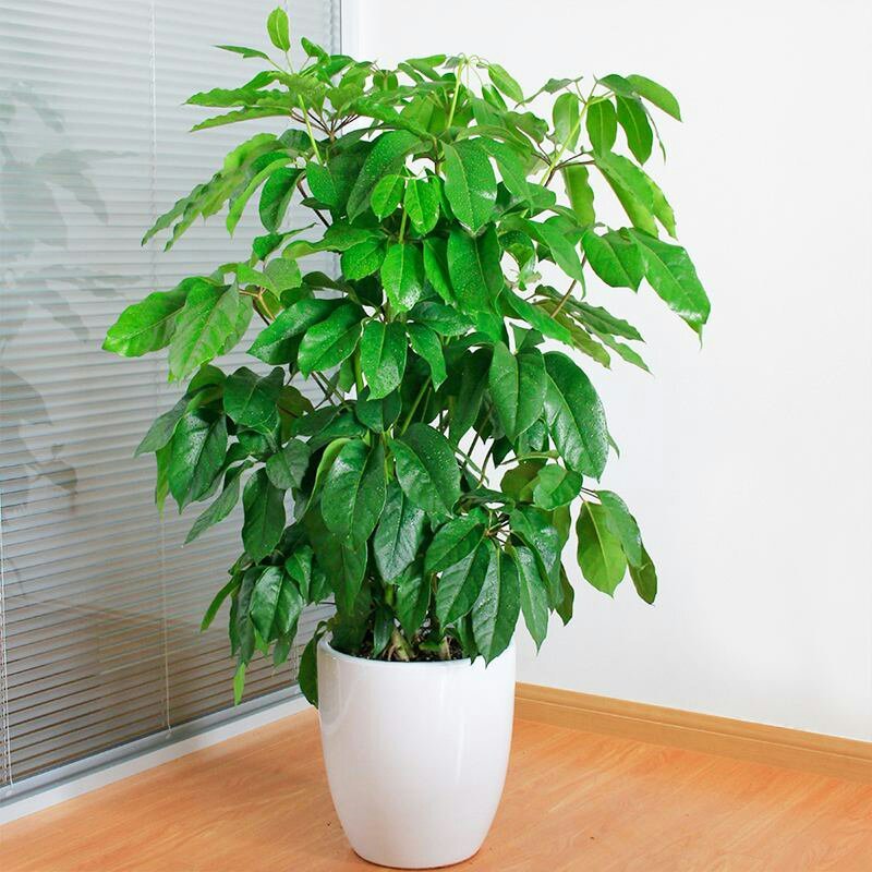 大叶伞种苗澳洲鸭脚木室内观叶绿植盆栽植物净化空气美观