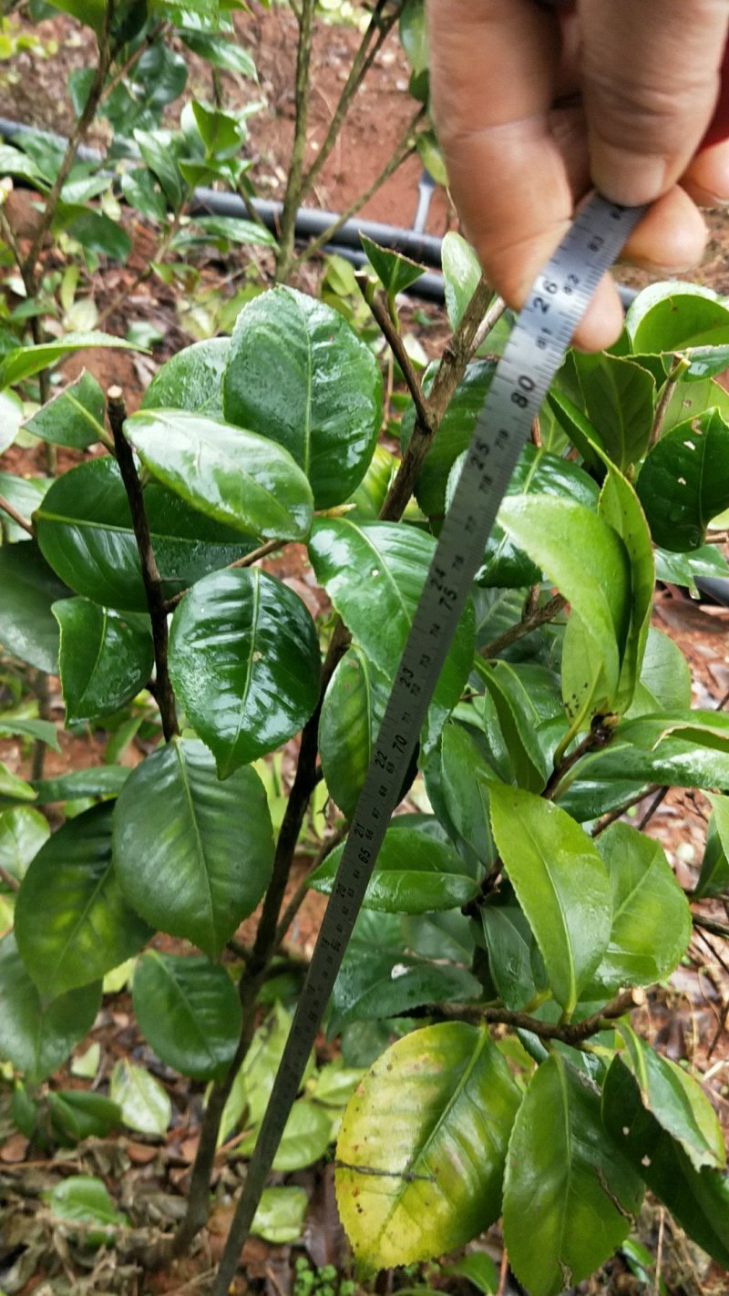 茶花