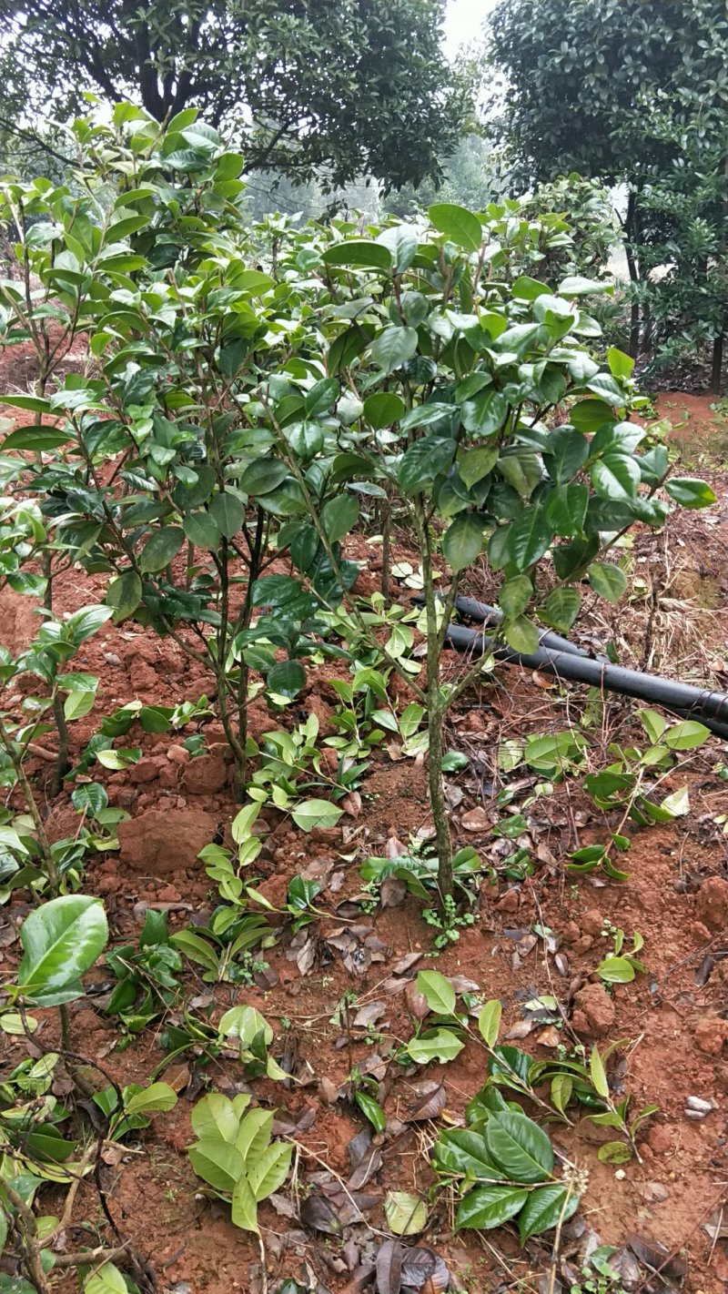茶花