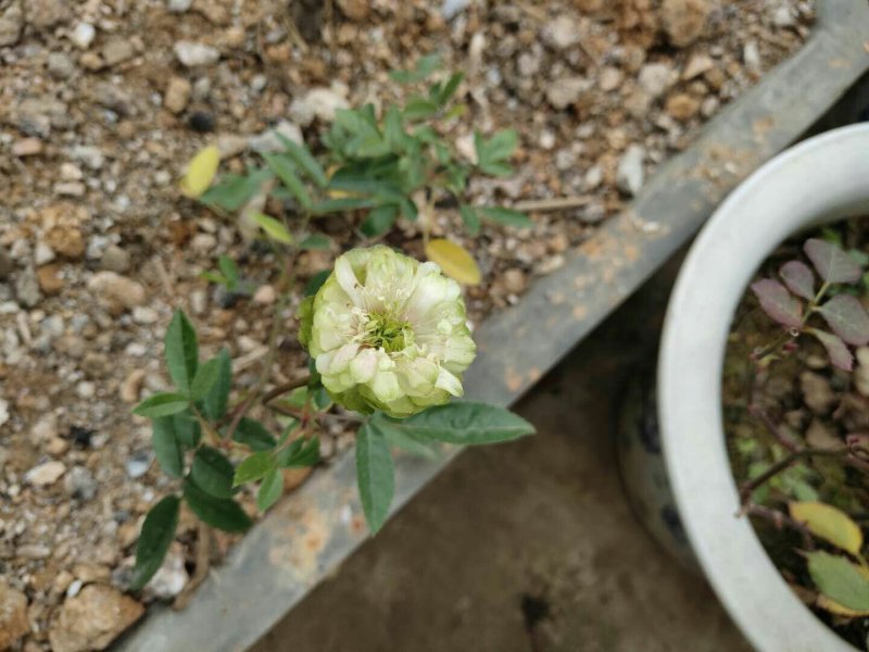 玫瑰花苗带花苞发货7个颜色保证对版