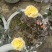 玫瑰花苗带花苞发货7个颜色保证对版