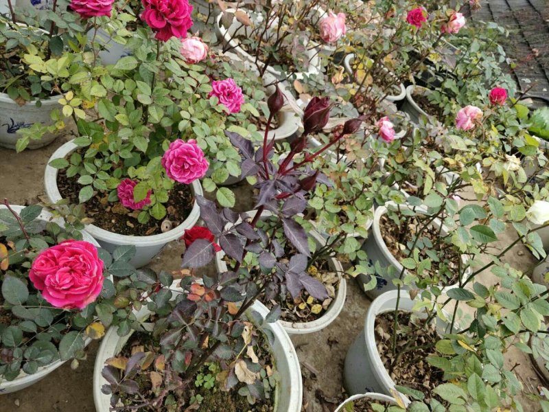 玫瑰花苗带花苞发货7个颜色保证对版