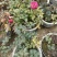 玫瑰花苗带花苞发货7个颜色保证对版