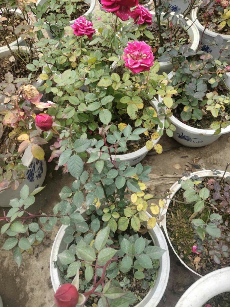 玫瑰花苗带花苞发货7个颜色保证对版
