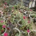 玫瑰花苗带花苞发货7个颜色保证对版
