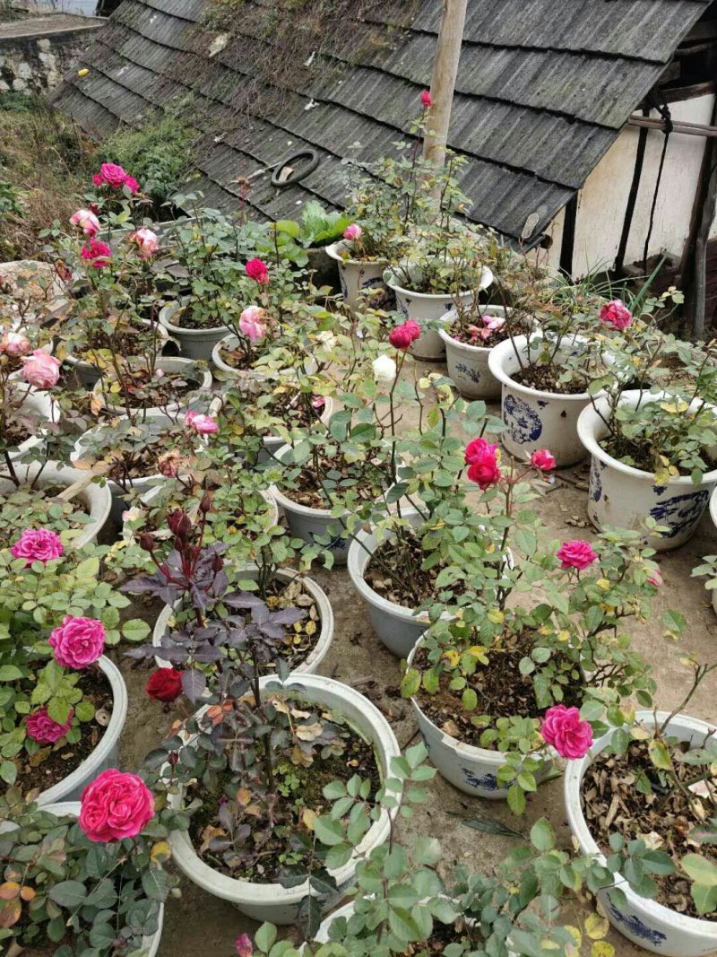 玫瑰花苗带花苞发货7个颜色保证对版