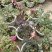玫瑰花苗带花苞发货7个颜色保证对版