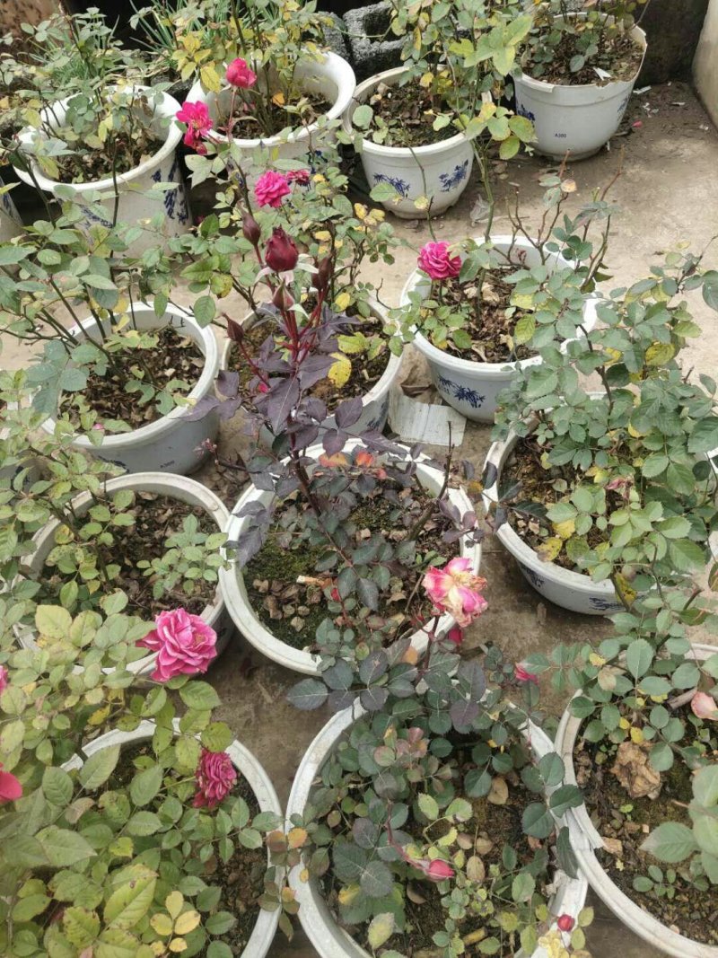 玫瑰花苗带花苞发货7个颜色保证对版