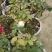 玫瑰花苗带花苞发货7个颜色保证对版