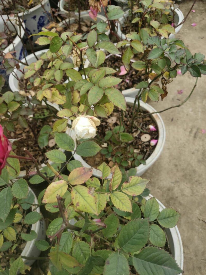 玫瑰花苗带花苞发货7个颜色保证对版