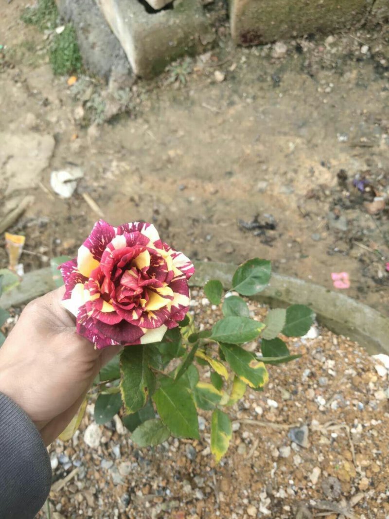玫瑰花苗带花苞发货7个颜色保证对版