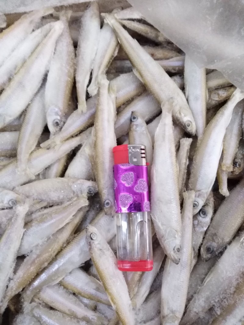 单冻公鱼不挂冰衣10一12公分