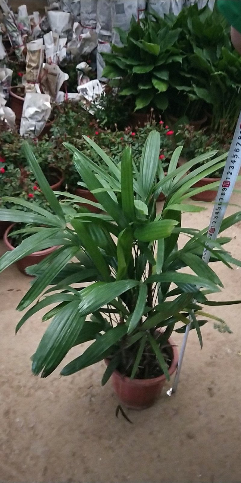 棕竹