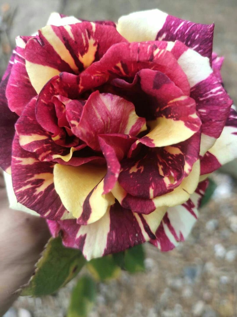 玫瑰花苗带花苞发货7个颜色保证对版