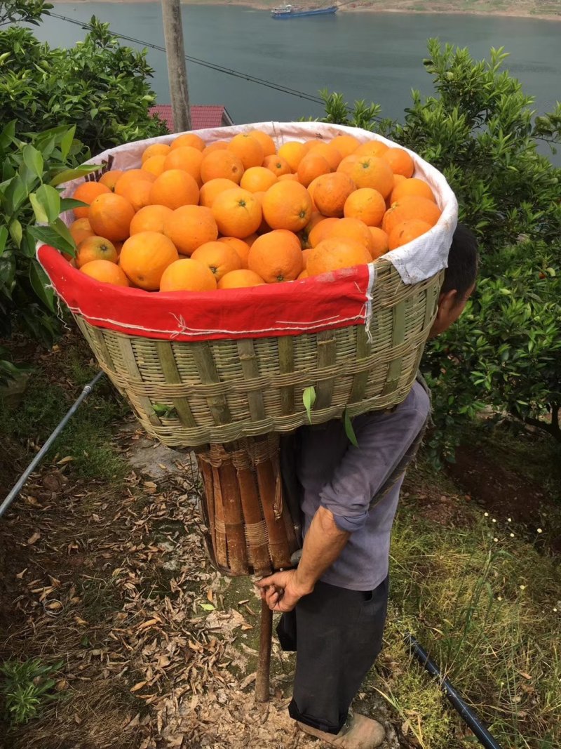 伦晚春橙产地大量销售中，纯甜，入口化渣，挂树鲜果一件代发