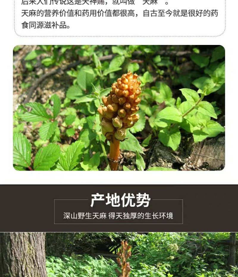 【源头好货】长白山纯野生天麻胜云南昭通天然特级原皮原色