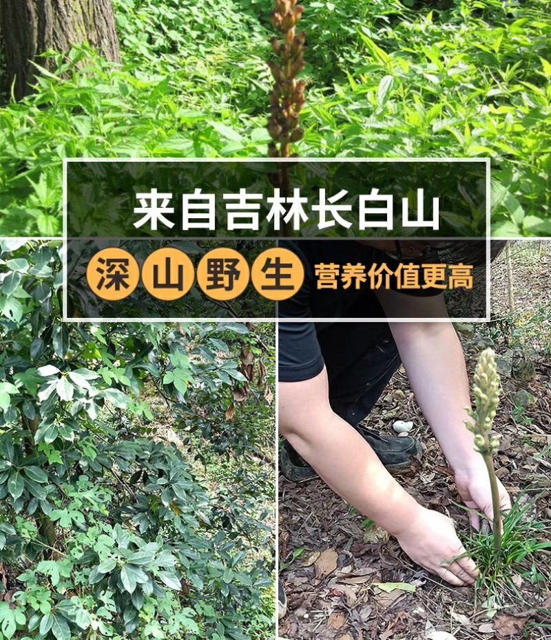 【源头好货】长白山纯野生天麻胜云南昭通天然特级原皮原色